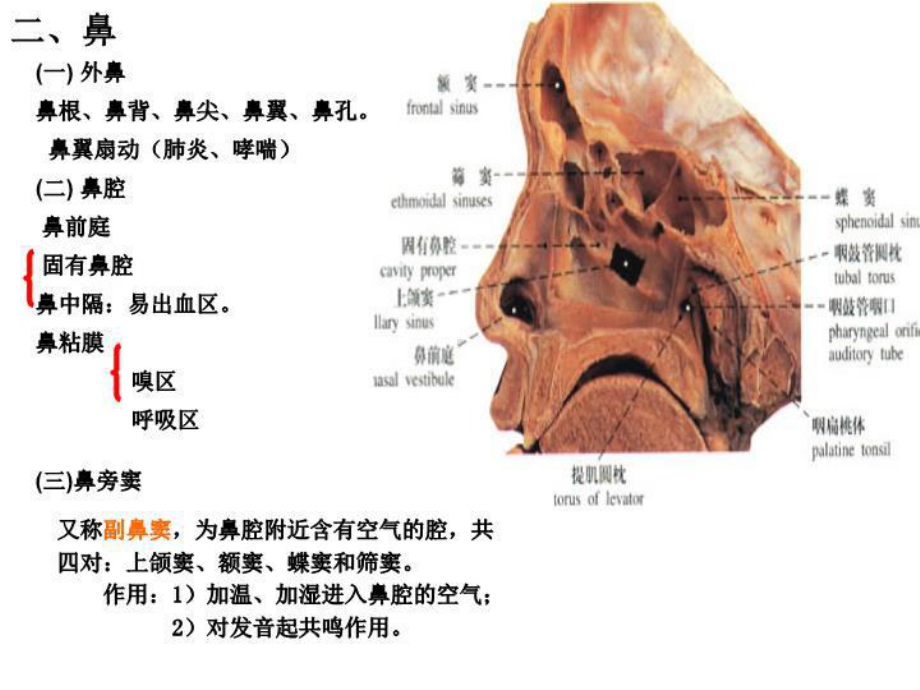 最新9人体组织学与解剖学课件呼吸系统.ppt_第3页