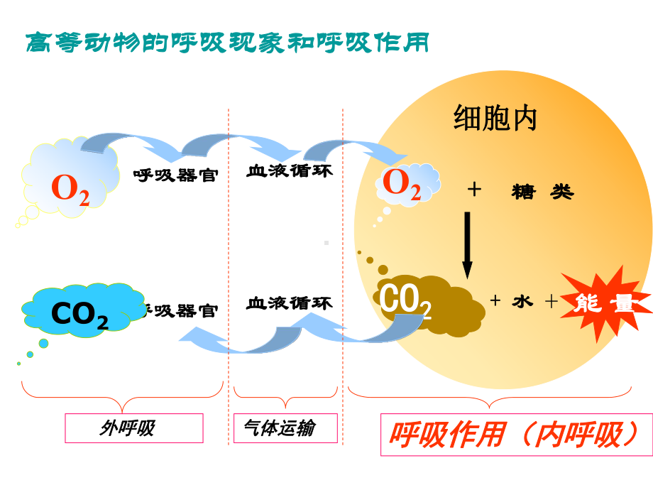 一轮复习必修一5.3-呼吸作用-PPT课件.ppt_第3页