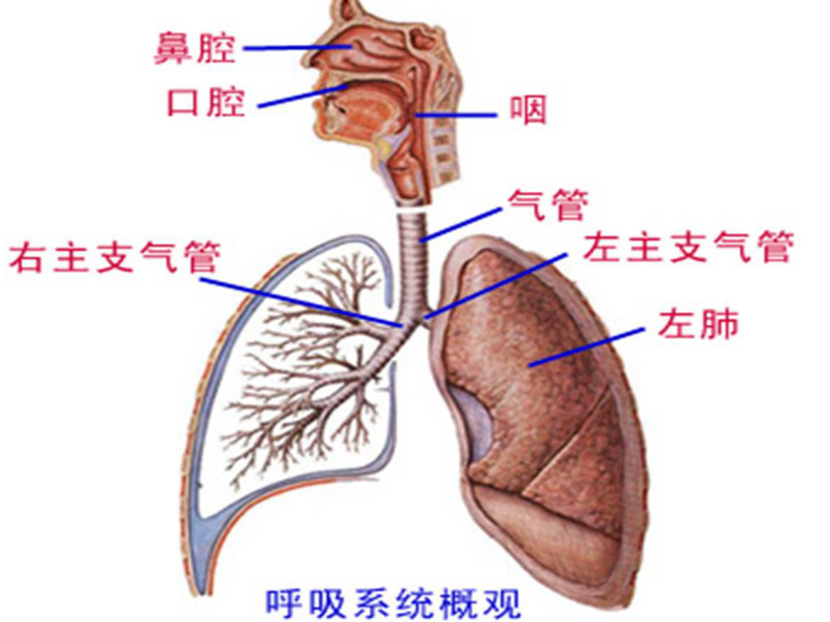 第六章-呼吸系统常见病-PPT课件.ppt_第2页