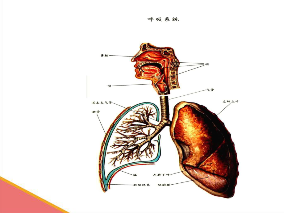 内科-呼吸衰竭课件233436870.ppt_第2页