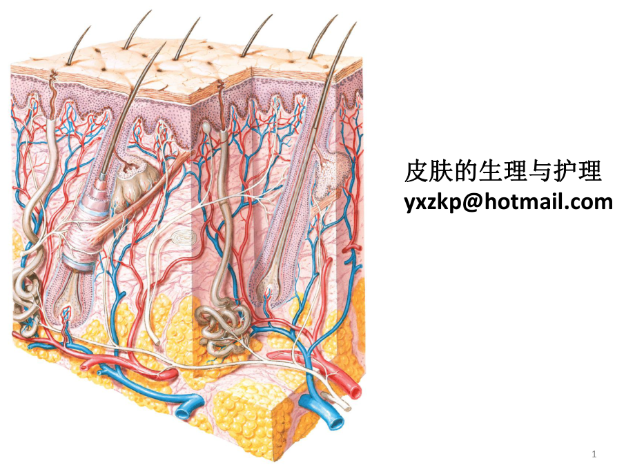 皮肤的日常护理课件.pptx_第1页