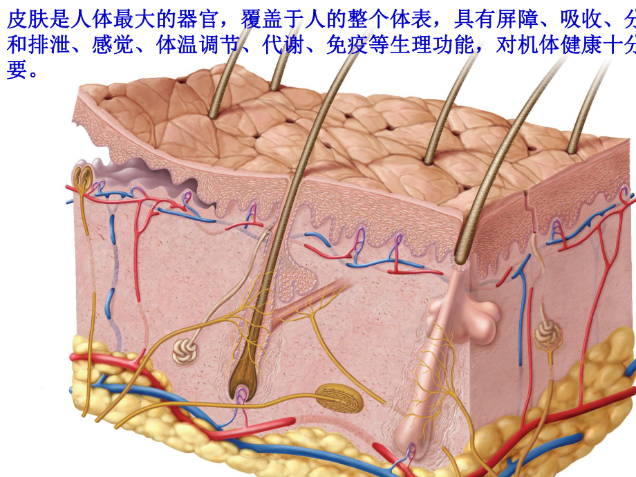 皮肤的日常护理课件.pptx_第3页