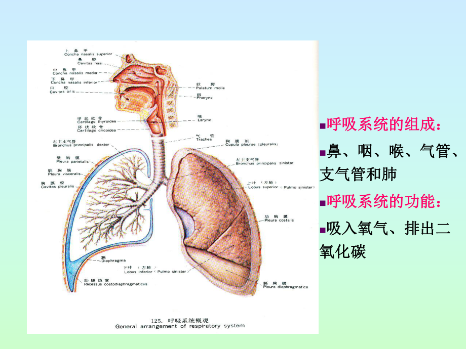 第16章-呼吸系统(new)课件.ppt_第2页