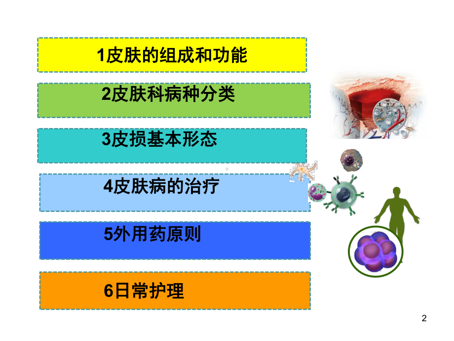 皮肤科基础知识PPT课件.ppt_第2页