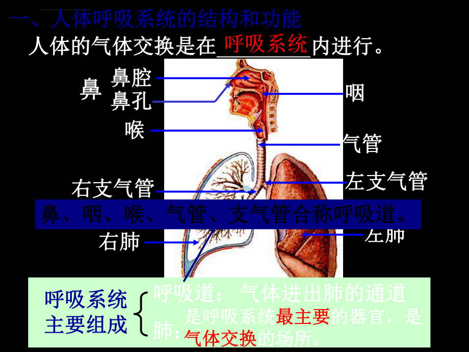 人体的呼吸讲解ppt课件.ppt_第3页