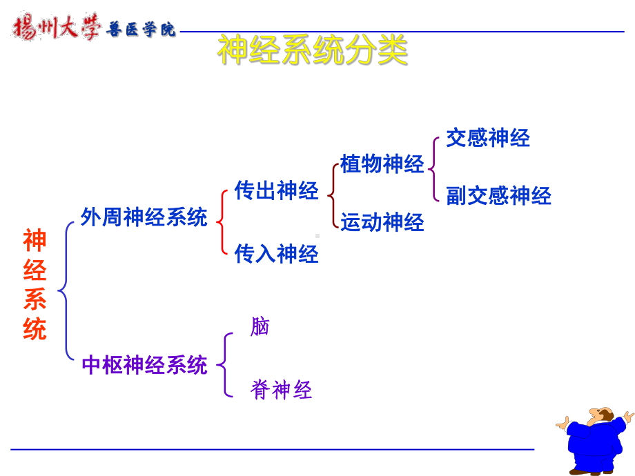 兽医药理及毒理学 05-消化呼吸泌尿生殖课件.ppt_第2页