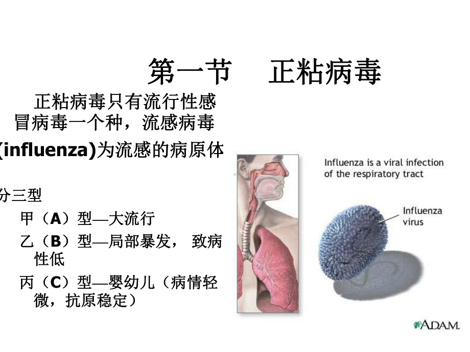 [生物学]医学微生物学第23章-呼吸道感染病毒课件.ppt_第2页