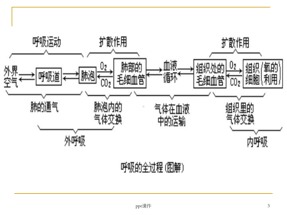 呼吸困难患者的紧急护理-ppt课件.ppt_第3页