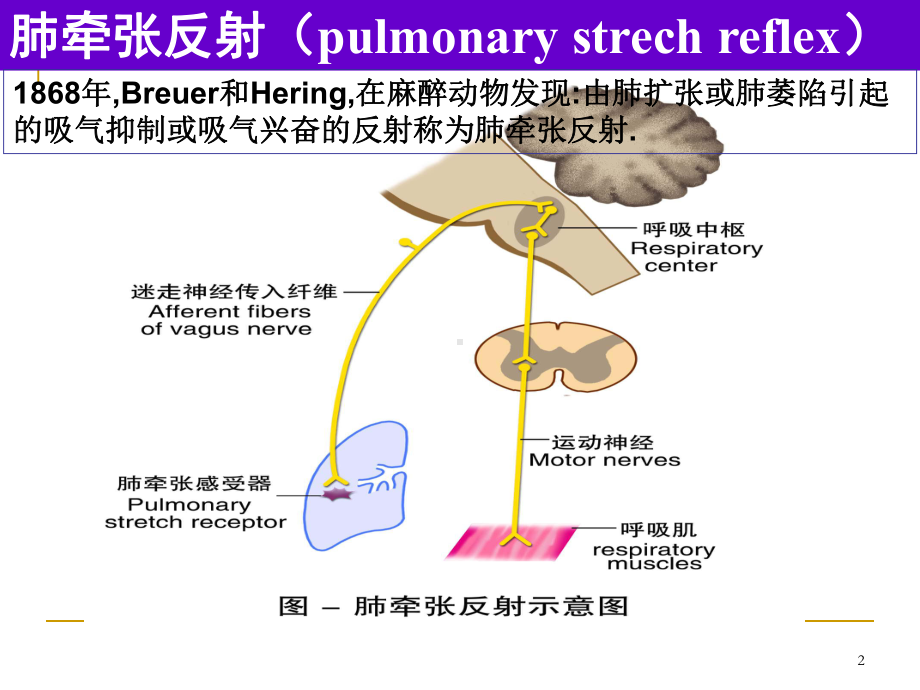 家兔呼吸运动的调节PPT课件.ppt_第2页