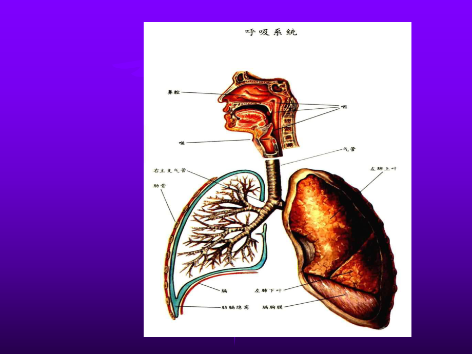 [训练]内科-呼吸衰竭课件.ppt_第2页
