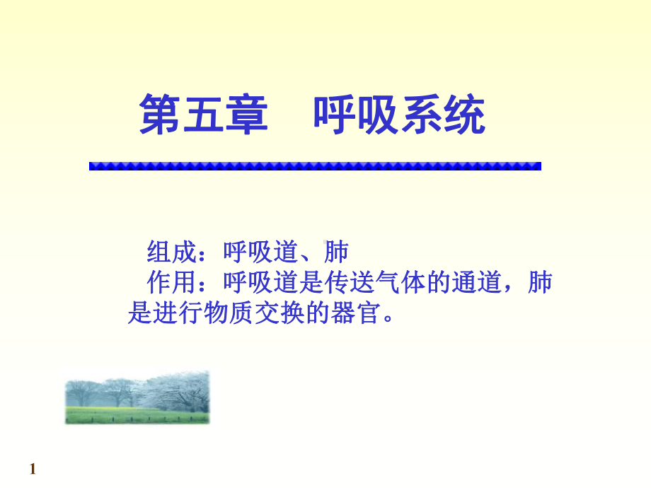 呼吸泌尿生殖系统实验课课件.ppt_第1页