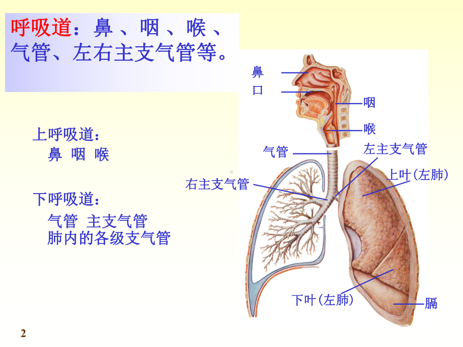 呼吸泌尿生殖系统实验课课件.ppt_第2页