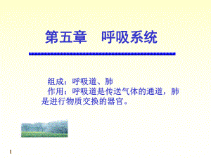 呼吸泌尿生殖系统实验课课件.ppt