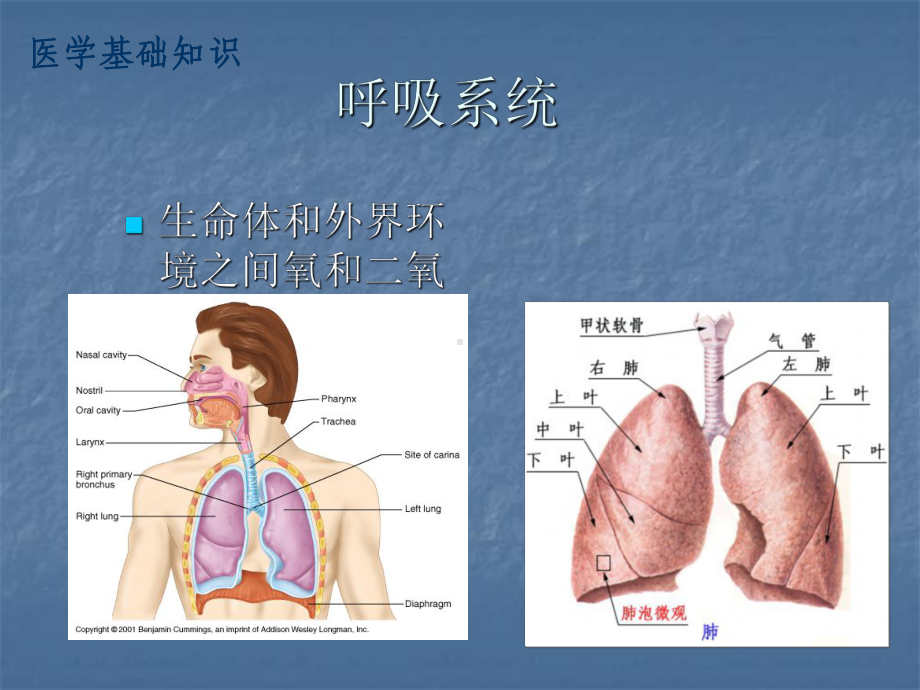 无创呼吸机原理及适应症PPT课件.ppt_第3页