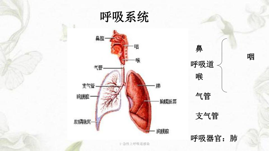 急性上呼吸道感染PPT课件 (2).ppt_第3页