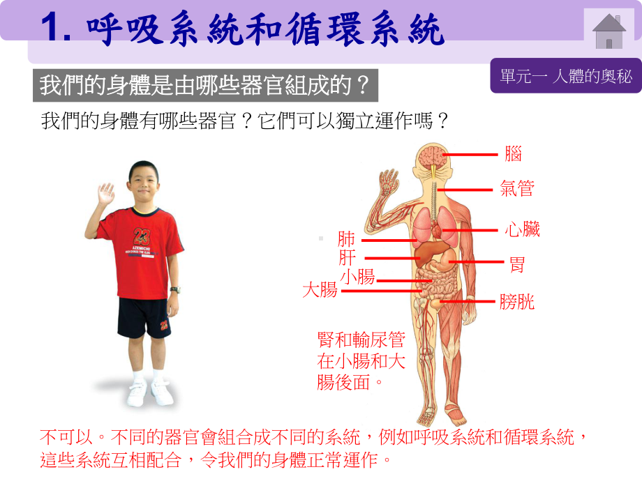 呼吸系统和循环系统课件.ppt_第1页