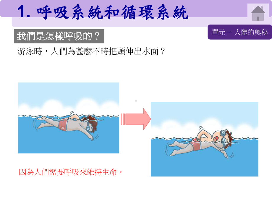 呼吸系统和循环系统课件.ppt_第3页