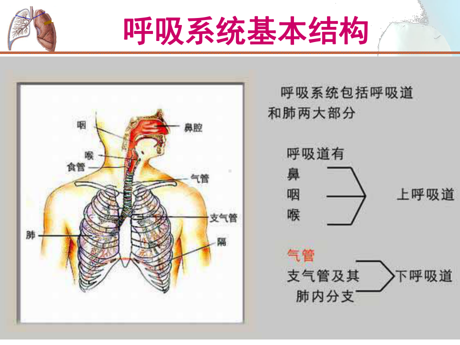 呼吸系统疾病-PPT课件.ppt_第2页