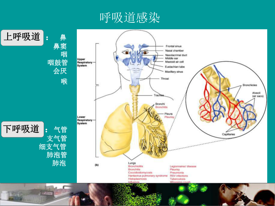 呼吸道病原体谱ppt课件.ppt_第3页