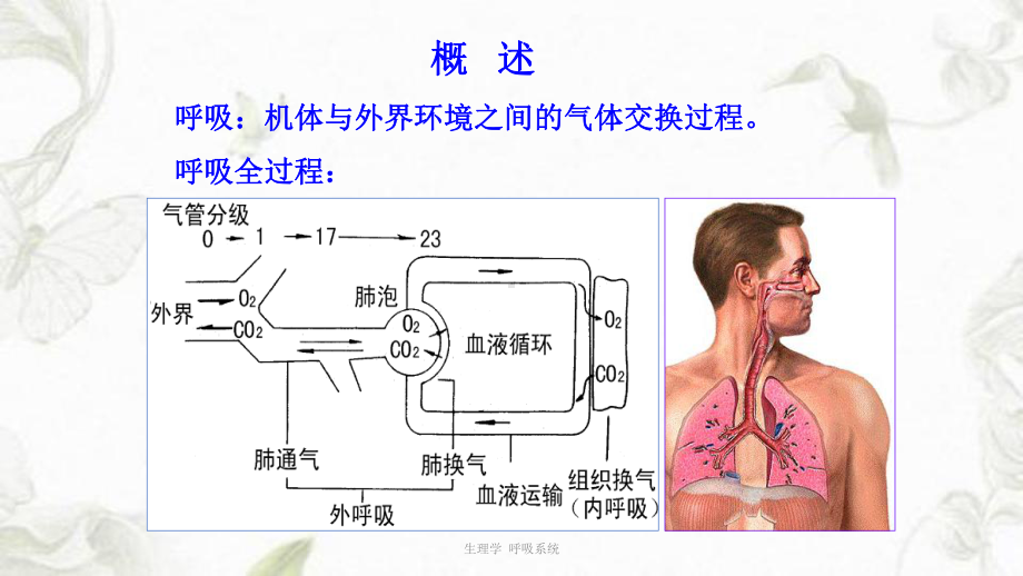 生理学-呼吸系统ppt课件.ppt_第2页