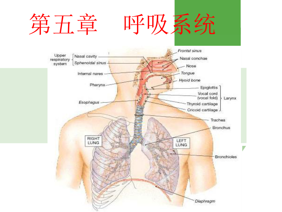 《生理学》呼吸系统-ppt课件.ppt_第1页