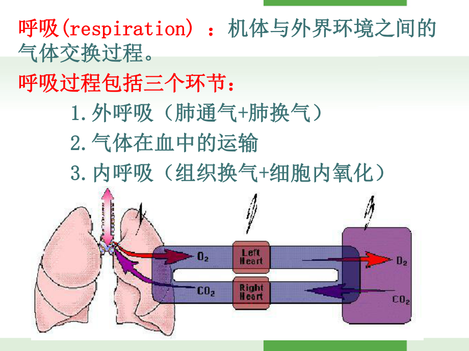 《生理学》呼吸系统-ppt课件.ppt_第2页