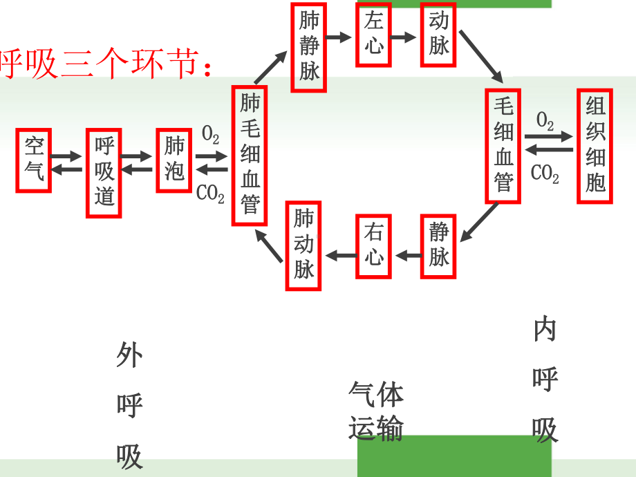 《生理学》呼吸系统-ppt课件.ppt_第3页