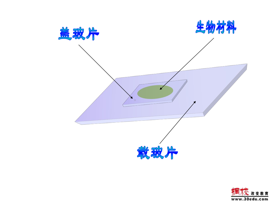 八年级生物-光合作用和呼吸作用、蒸腾作用复习课件.ppt_第3页