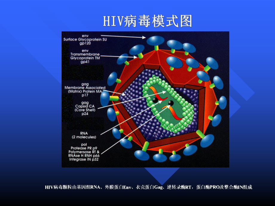 艾滋病抗病毒治疗的耐药检测方法PPT课件.ppt_第3页