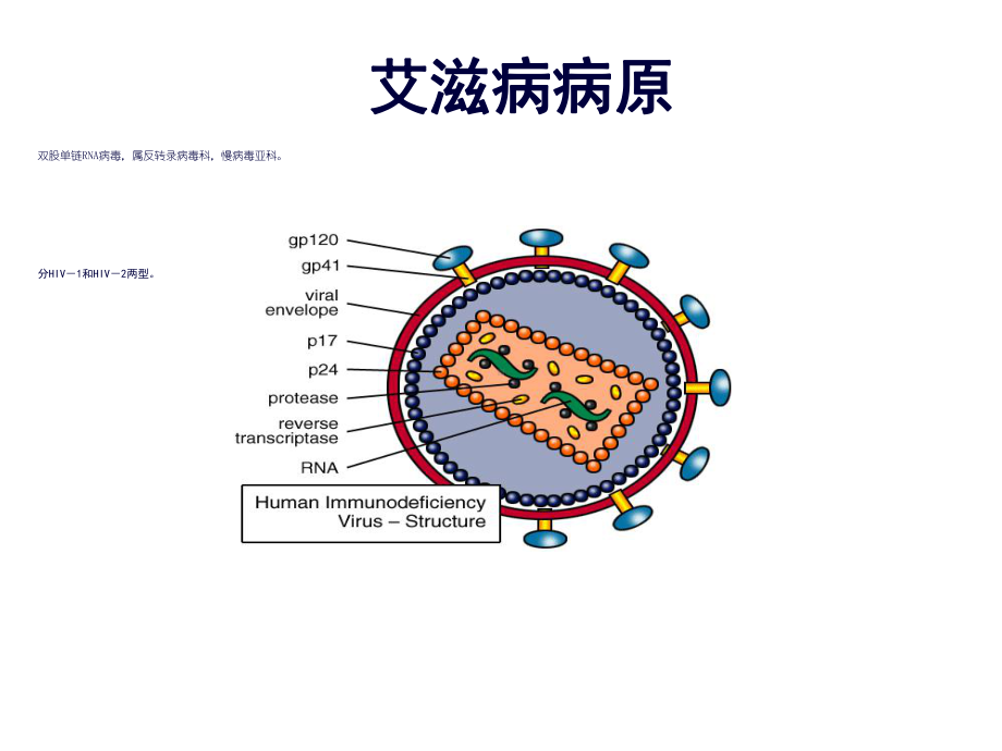 艾滋病诊断及治疗课件.ppt_第2页