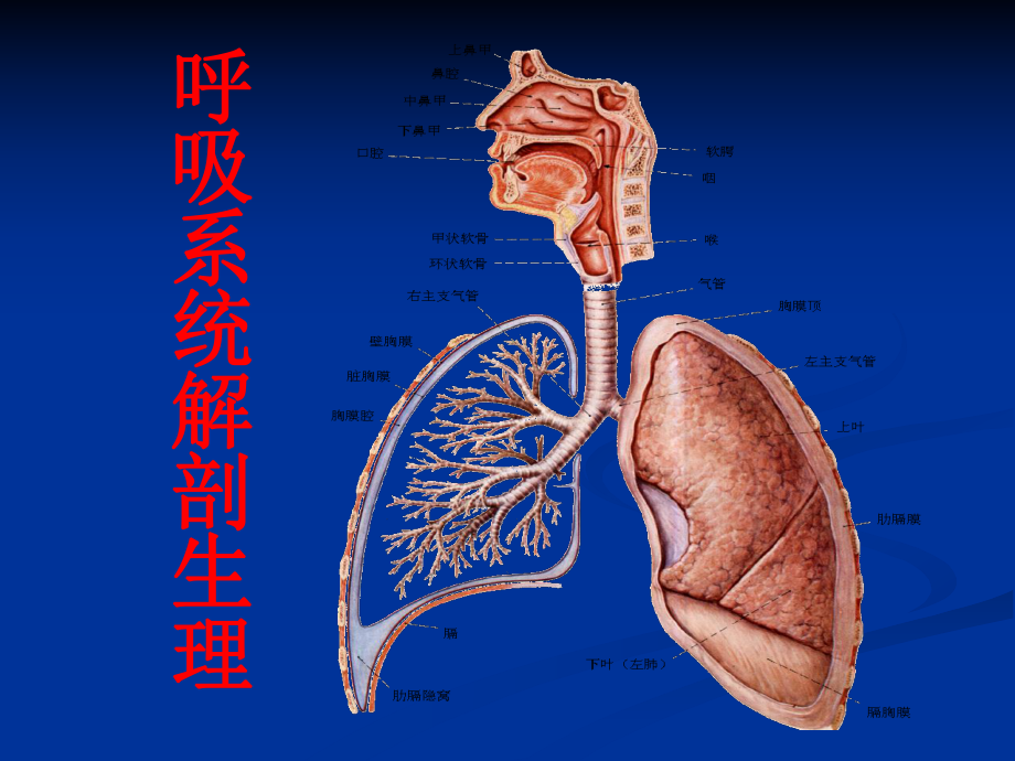 呼吸系统解剖生理学课件.pptx_第1页