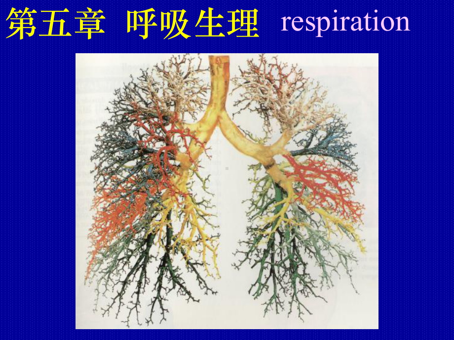 生理学双语课件-呼吸-1.ppt_第1页