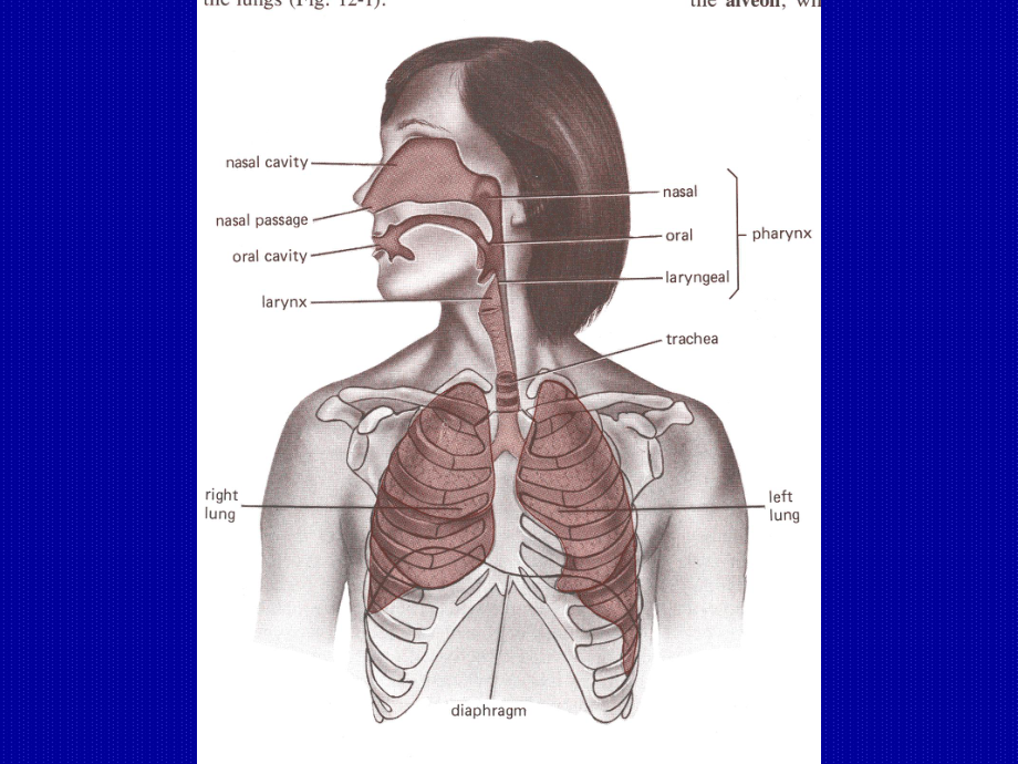 生理学双语课件-呼吸-1.ppt_第2页