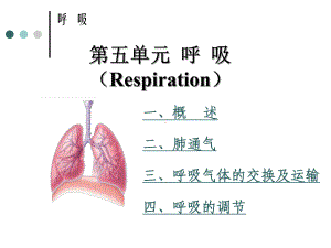 执业兽医资格考试生理学第五单元-呼吸系统（Respiration）啊课件.ppt