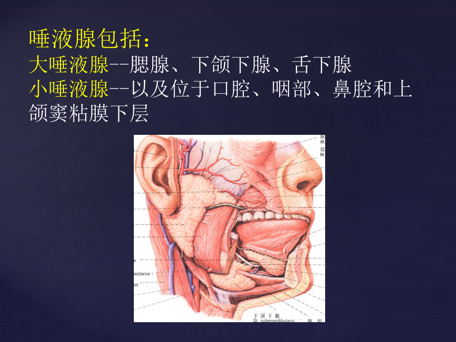 (口腔)涎腺疾病-课件.ppt_第2页