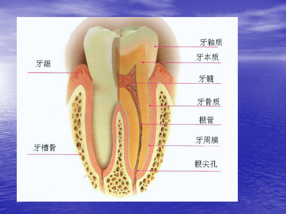 牙周病的病因与临床表现课件.ppt_第3页