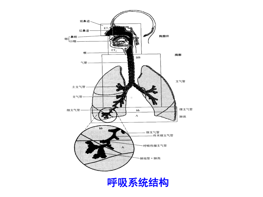 药物对呼吸系统的毒性作用课件.ppt_第3页