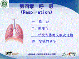 第五章-呼吸生理学课件.ppt