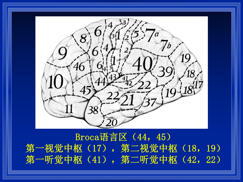 呼吸肌群呼吸肌群分为吸气肌群和呼气肌群两组课件.ppt_第3页