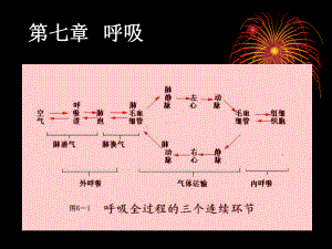 人体生理学-07呼吸(1)课件.ppt