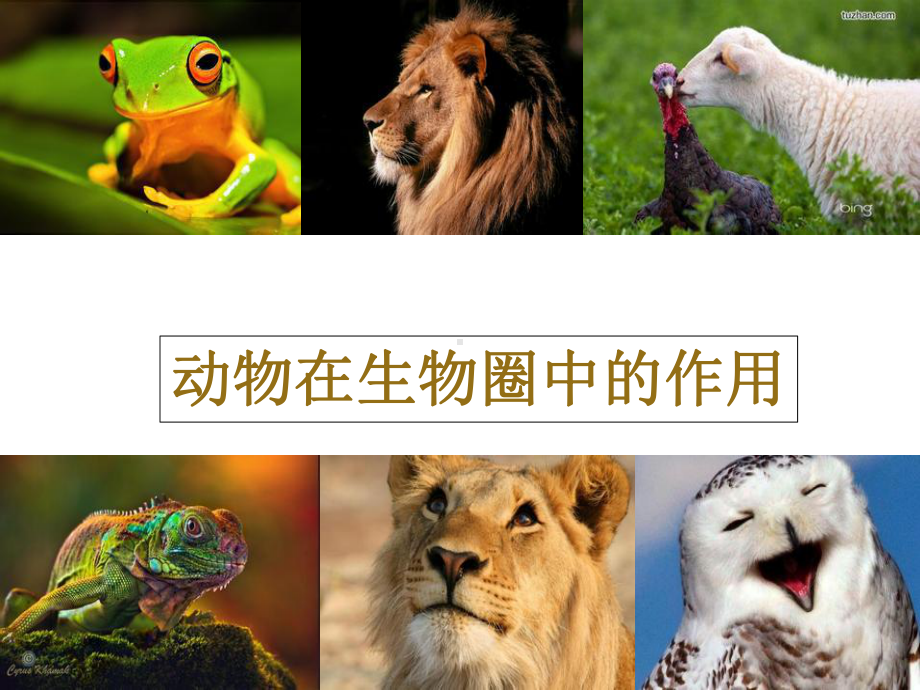 《动物在生物圈中的作用》公开课教学一等奖课件.pptx.ppt_第1页