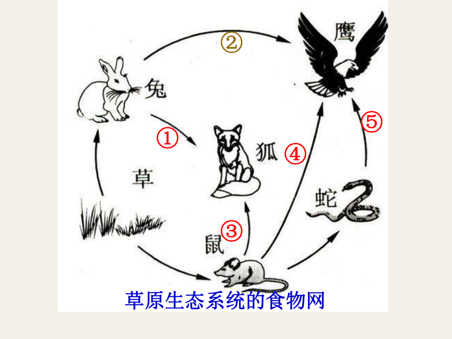 《动物在生物圈中的作用》公开课教学一等奖课件.pptx.ppt_第2页