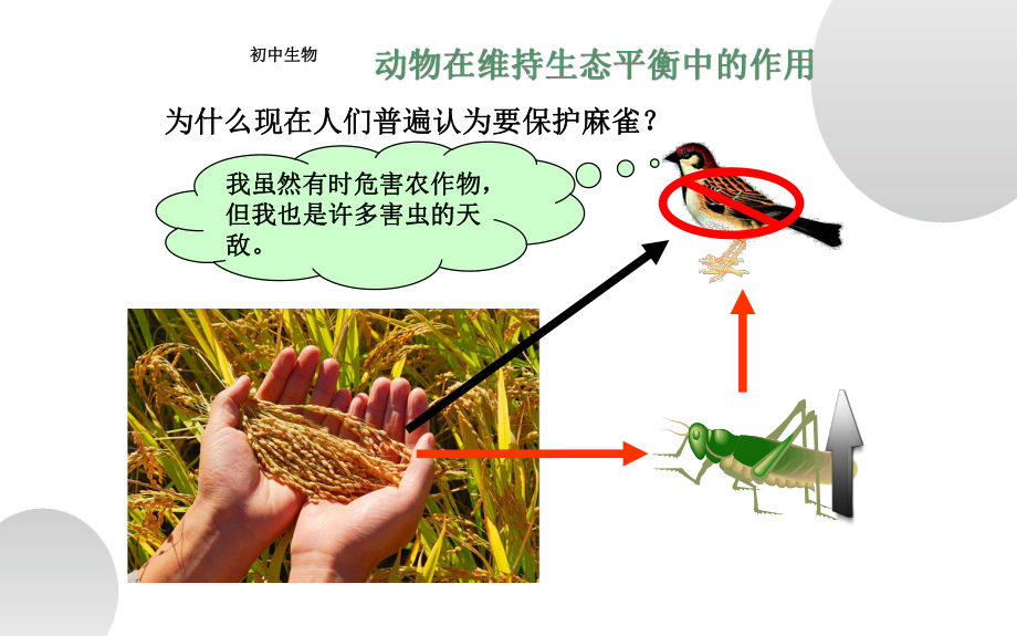 《动物在生物圈中的作用》优质课教学一等奖课件.pptx_第3页