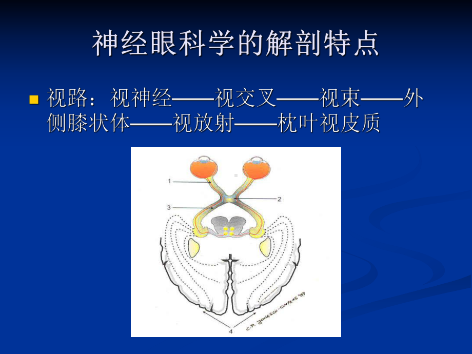 《眼科学》课件 视神经及视路疾病.ppt_第3页