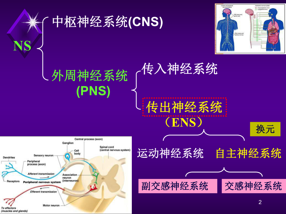 神经系统精品教学 拟胆碱药及抗胆碱药课件.ppt_第2页