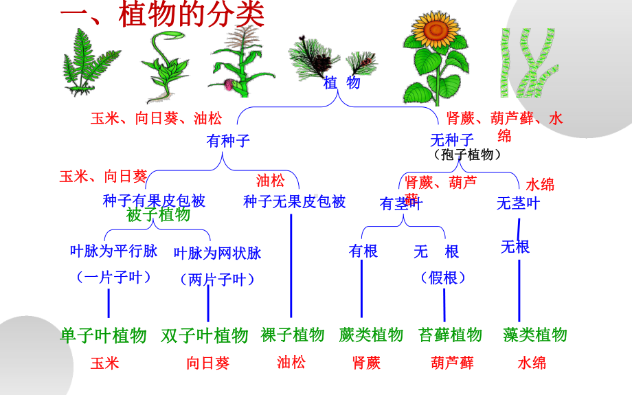 《尝试对生物进行分类》优质课教学课件.pptx_第3页