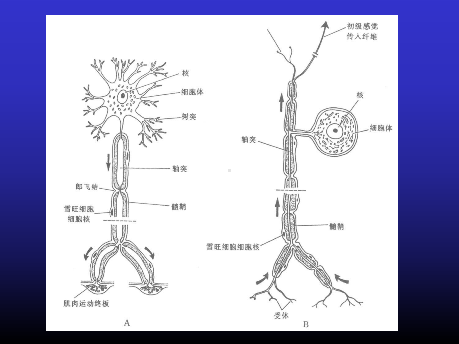 周围神经损伤的诊断与治疗 课件.ppt_第3页