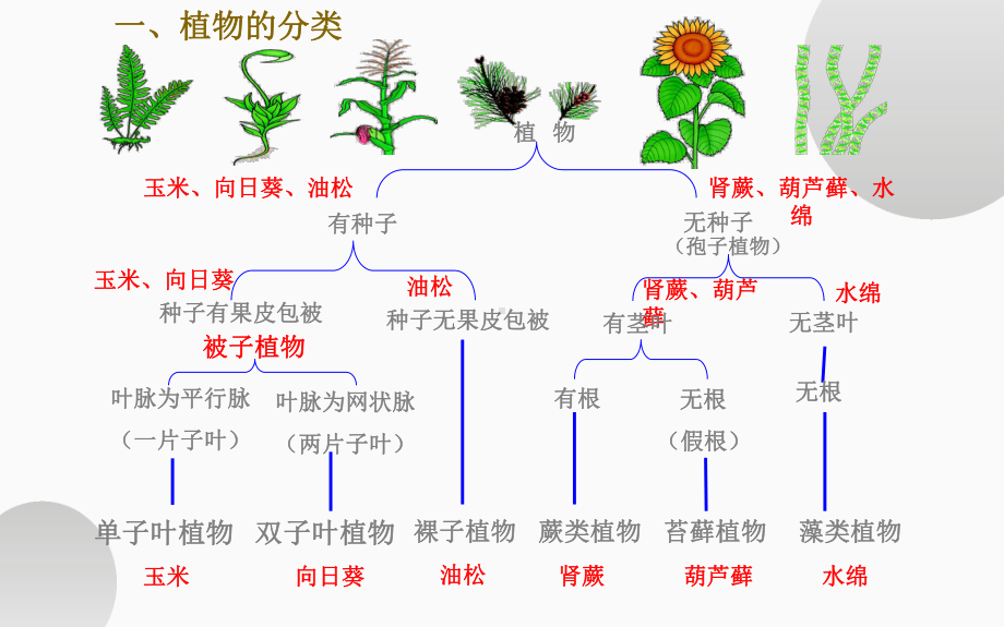 《尝试对生物进行分类》公开课教学一等奖课件.pptx_第3页