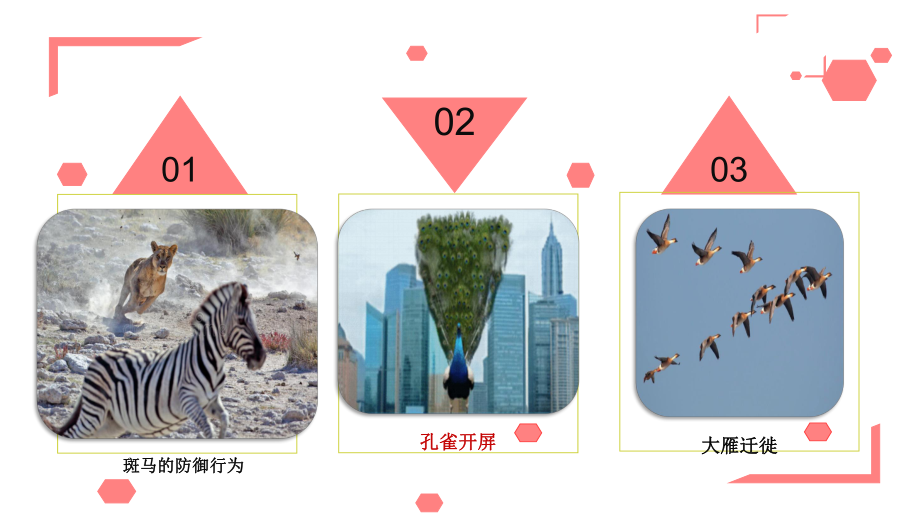 《动物的运动》优质课教学一等奖课件.pptx_第3页