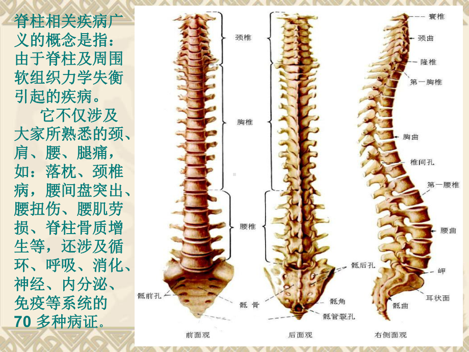 脊柱健康及中医养生课件.ppt_第3页